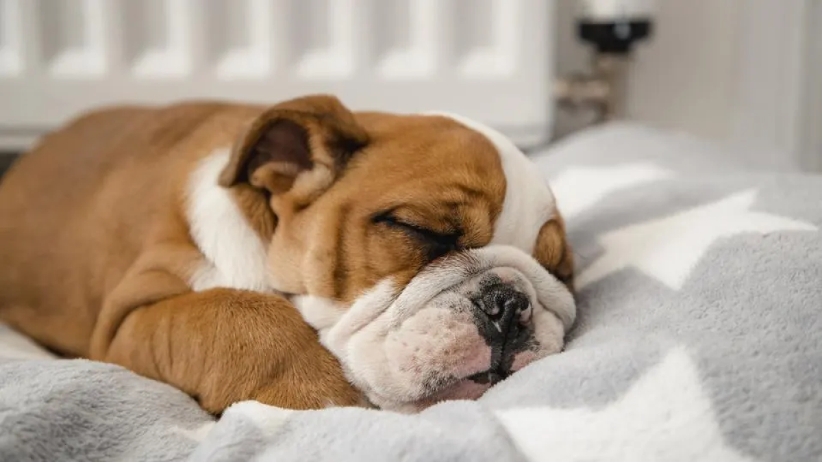 why your dog is snoring